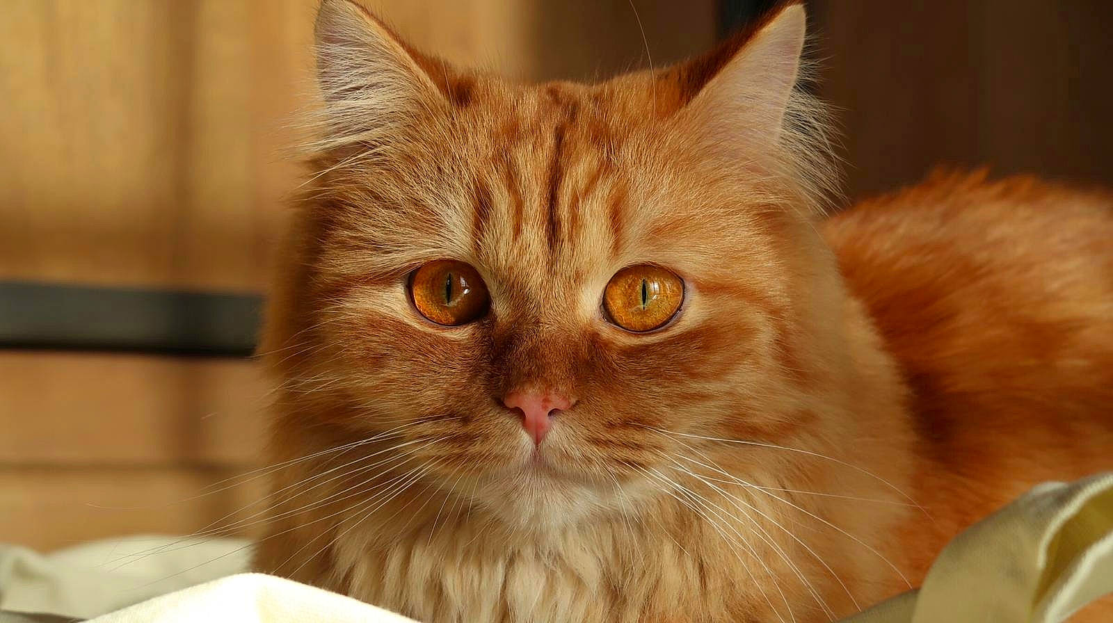 Naboo a rejoint le concours — aidez-le/la à gagner de superbes lots ! asian, asian_semi_longhair, british_semi_longhair, carnivore, cat, close_up, domestic_long_haired_cat, domestic_short_haired_cat, european_shorthair, eye, fawn, felidae, mammal, ragamuffin, siberian, small_to_medium_sized_cats, snout, tabby_cat, vertebrate, whiskers