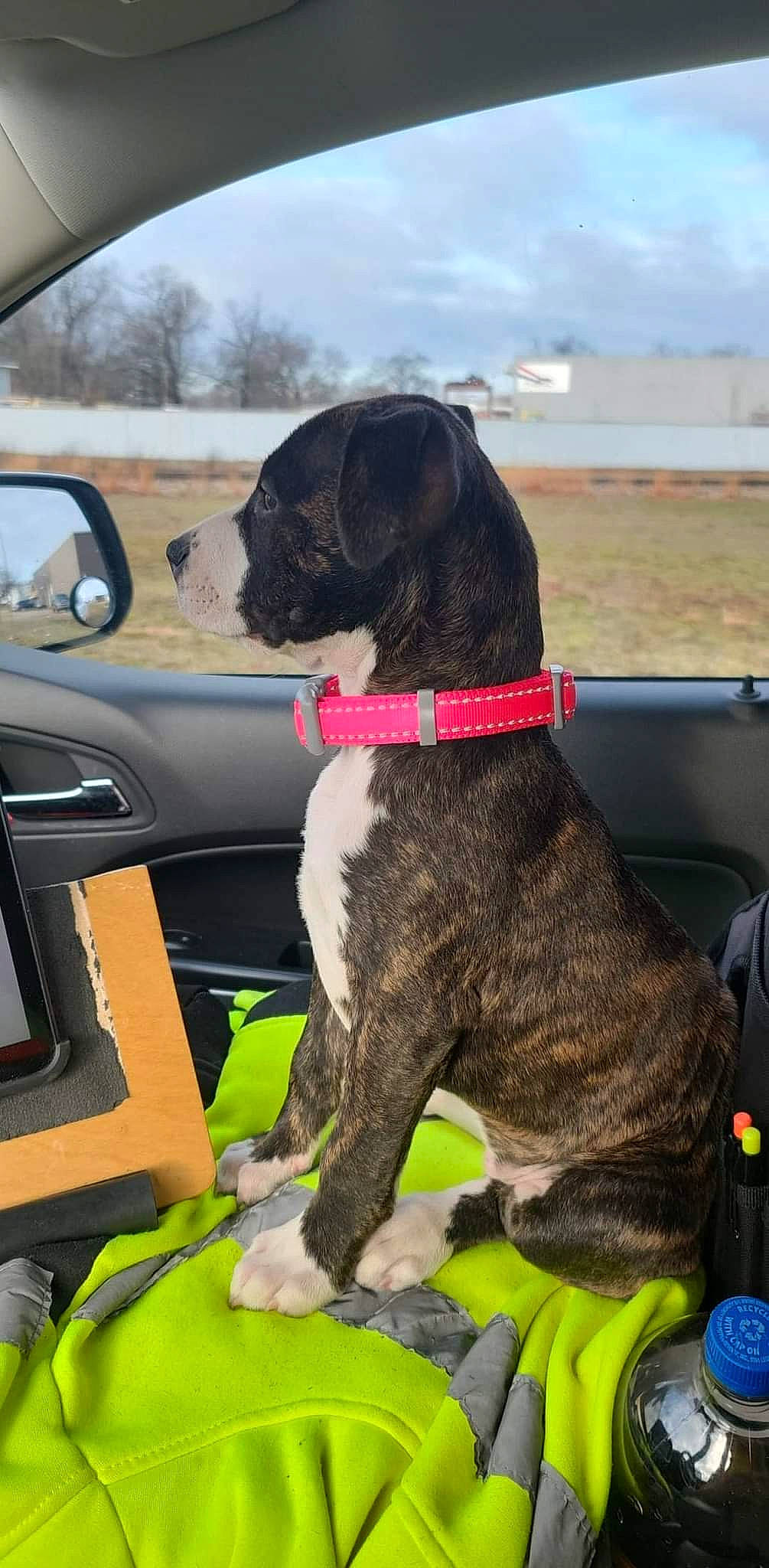 Luna joined the competition — help win amazing prizes! automotive_exterior, automotive_mirror, car, car_seat, car_seat_cover, carnivore, cloud, collar, companion_dog, dog, dog_breed, dog_collar, family_car, fawn, liver, motor_vehicle, sky, vehicle, vehicle_door, working_animal