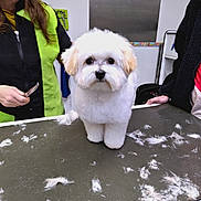 Moka participe au concours pour gagner de l'argent avec cette photo : dog, grooming, fur, scissors, person, table, indoor, white_dog, pet, hair, clipping, cute, animal, fur_clumps, standing, face, groomer, coat, expression, clean