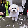 dog, grooming, fur, scissors, person, table, indoor, white_dog, pet, hair, clipping, cute, animal, fur_clumps, standing, face, groomer, coat, expression, clean