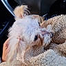 Moka participe au concours pour gagner de l'argent avec cette photo : puppy, dog, fluffy, blanket, car_interior, steering_wheel, hand, cozy, pet, animal, cute, soft_texture, comfort, closeup, white_dog, fur, indoor, seat, resting, relaxed