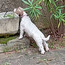 Russia participe au concours pour gagner de l'argent avec cette photo : dog, plant, concrete_planter, outdoor, pavement, curious, small_dog, white_dog, brown_patches, leafy_plant, stone, wall, nature, greenery, sniffing, pet, collar, side_view, daylight, garden