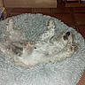 Russia participe au concours pour gagner de l'argent avec cette photo : dog, pet, bed, shaggy_bed, relaxed, indoor, tiled_floor, fluffy, sleeping, cozy, board_games, books, furniture, animal, paw, nose, fur, quiet, resting, domestic