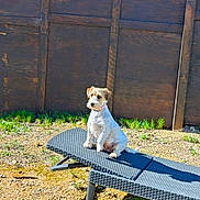 Russia a rejoint le concours — aidez-le/la à gagner de superbes lots ! dog, outdoor, lounge_chair, sunlight, shadow, wooden_fence, grass, dirt, pet, animal, sitting, small_dog, brown_patches, white_fur, collar, nature, daylight, backyard, fence, relaxation
