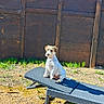 animal, backyard, brown_patches, collar, daylight, dirt, dog, fence, grass, lounge_chair, nature, outdoor, pet, relaxation, shadow, sitting, small_dog, sunlight, white_fur, wooden_fence
