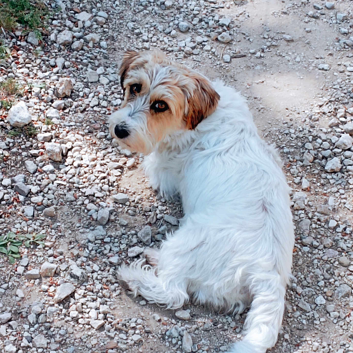 Russia participe au concours pour gagner de l'argent avec cette photo : dog, white_dog, brown_ears, outdoor, gravel, path, pet, animal, canine, fur, looking_back, resting, nature, sunlight, shadow, cute, small_dog, fluffy, walk, companion