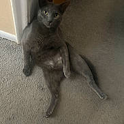 Blu is registered to the contest to win money with this photo: cat, gray_cat, carpet, indoor, pet, animal, feline, sitting, curious, looking, floor, door, wall, corner, relaxed, cute, domestic, fur, whiskers, ears