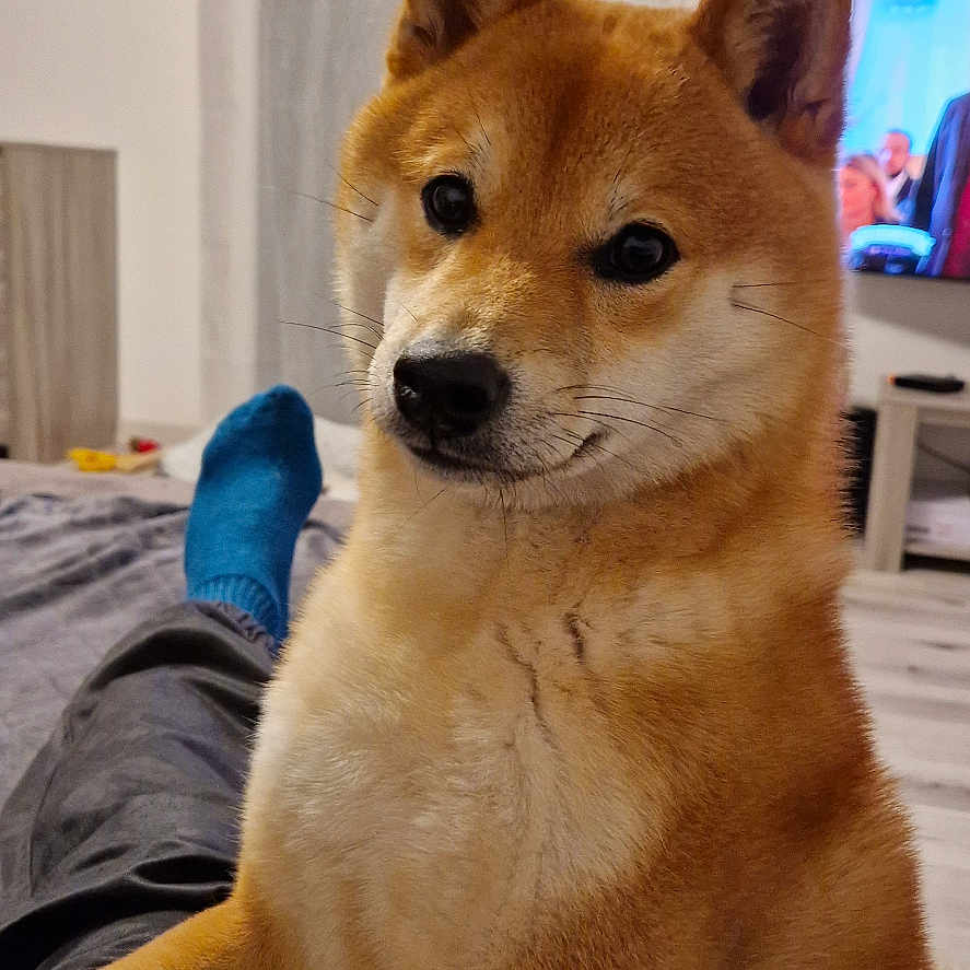 Tiago a rejoint le concours — aidez-le/la à gagner de superbes lots ! animal, canine, clothing, computerhardware, couch, dog, electronics, furniture, hardware, hosiery, husky, indoors, interiordesign, monitor, person, pet, screen, sock, tv, wood