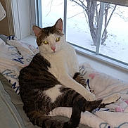 Leonardo joined the competition — help win amazing prizes! animal, blanket, cat, cozy, daylight, ears, feline, fur, home, indoor, pet, relaxed, resting, snow, tabby, tail, whiskers, white, window, winter