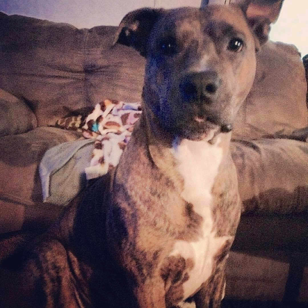 Chance is registered to the contest to win money with this photo: animal, ball, boxer, bulldog, canine, couch, cushion, dog, furniture, greatdane, homedecor, hound, indoors, interiordesign, pet, pitbull, puppy, sport, tennis, tennisball