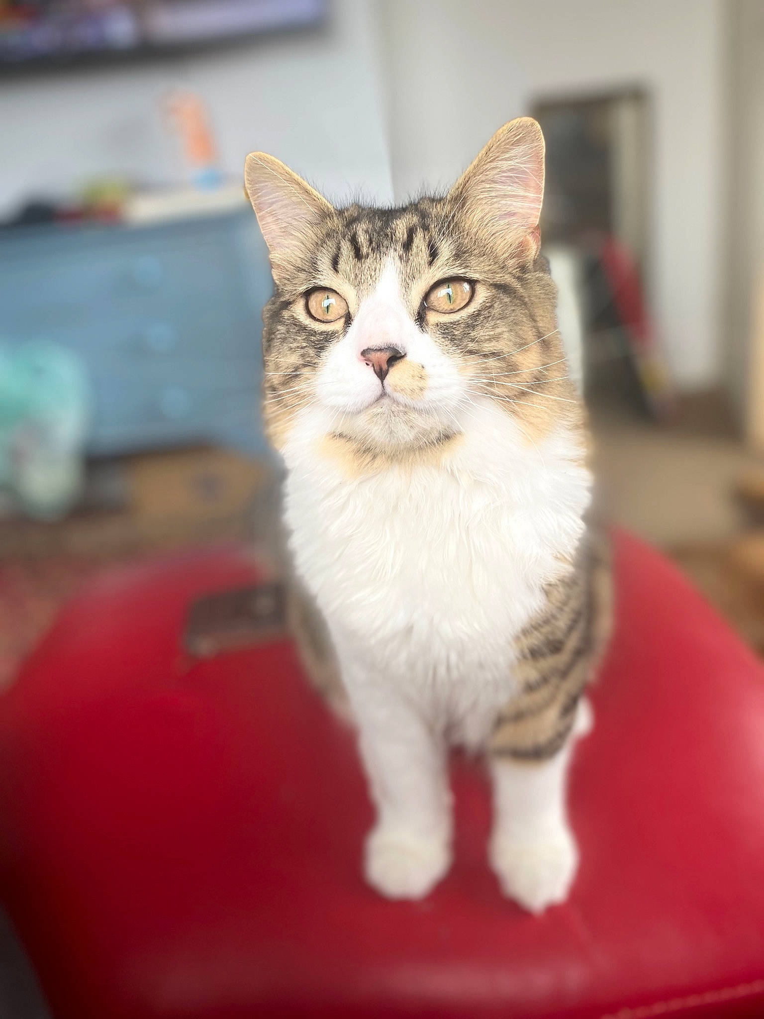 Tuppence joined the competition — help win amazing prizes! box, carnivore, cat, claw, curious, domestic_short_haired_cat, door, felidae, fur, paw, small_to_medium_sized_cats, snout, tail, whiskers, wildlife, window