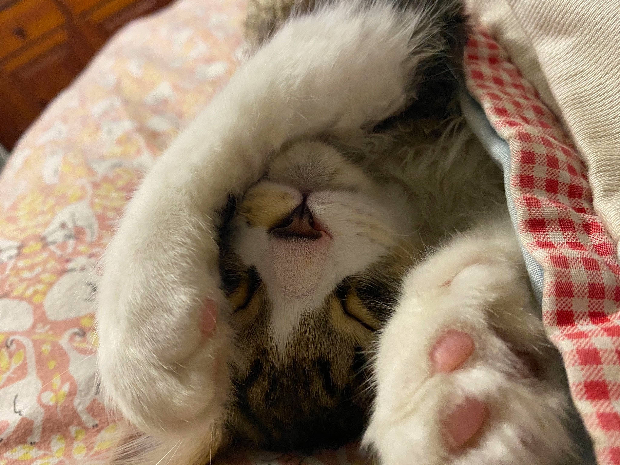 Tuppence joined the competition — help win amazing prizes! cabinetry, carnivore, cat, chest_of_drawers, comfort, domestic_short_haired_cat, felidae, fur, nap, pattern, paw, plaid, small_to_medium_sized_cats, snout, tartan, whiskers, wood