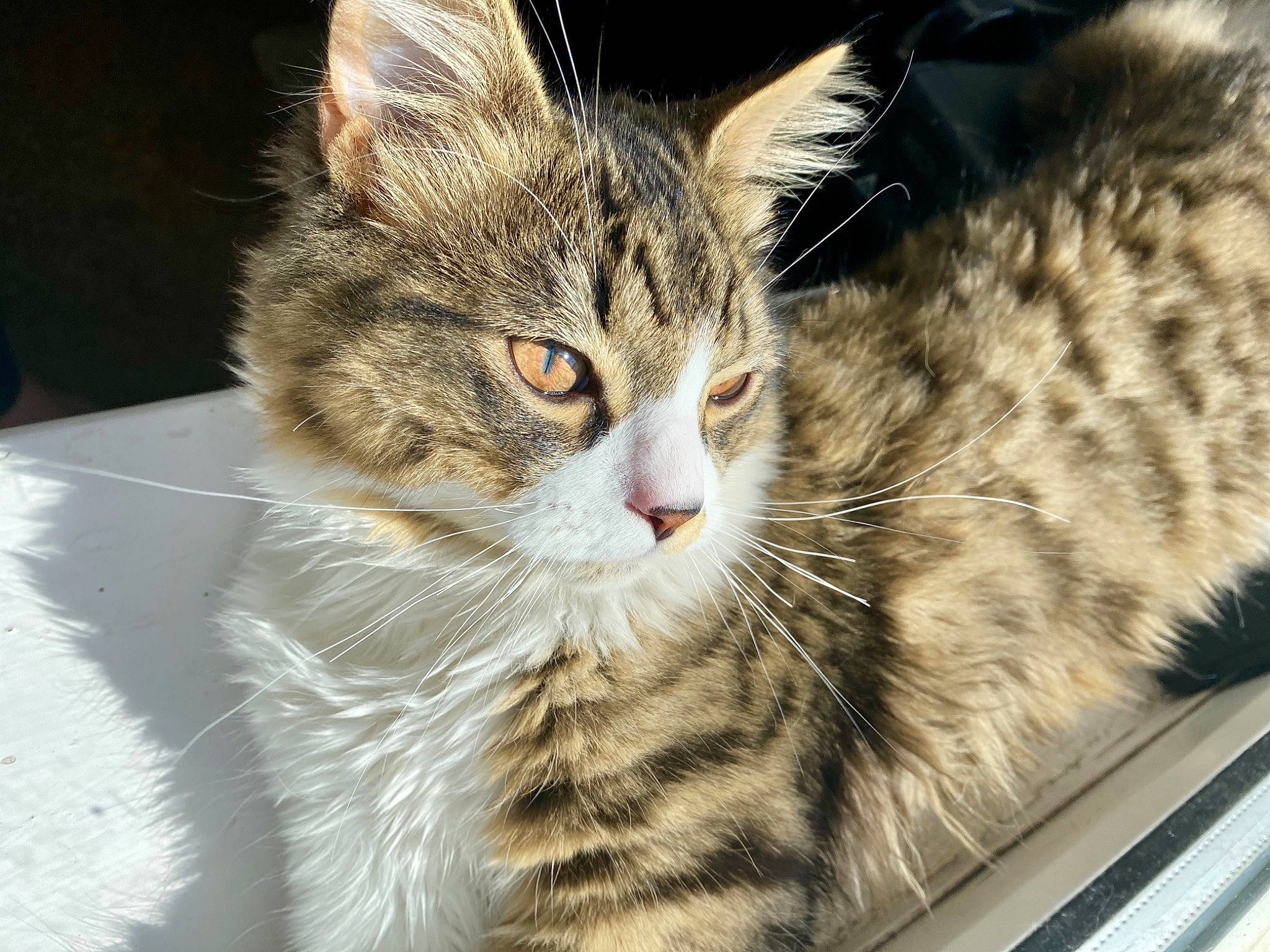 Tuppence is registered to the contest to win money with this photo: carnivore, cat, claw, domestic_short_haired_cat, felidae, fur, paw, small_to_medium_sized_cats, snout, tail, terrestrial_animal, tree, whiskers, wildlife