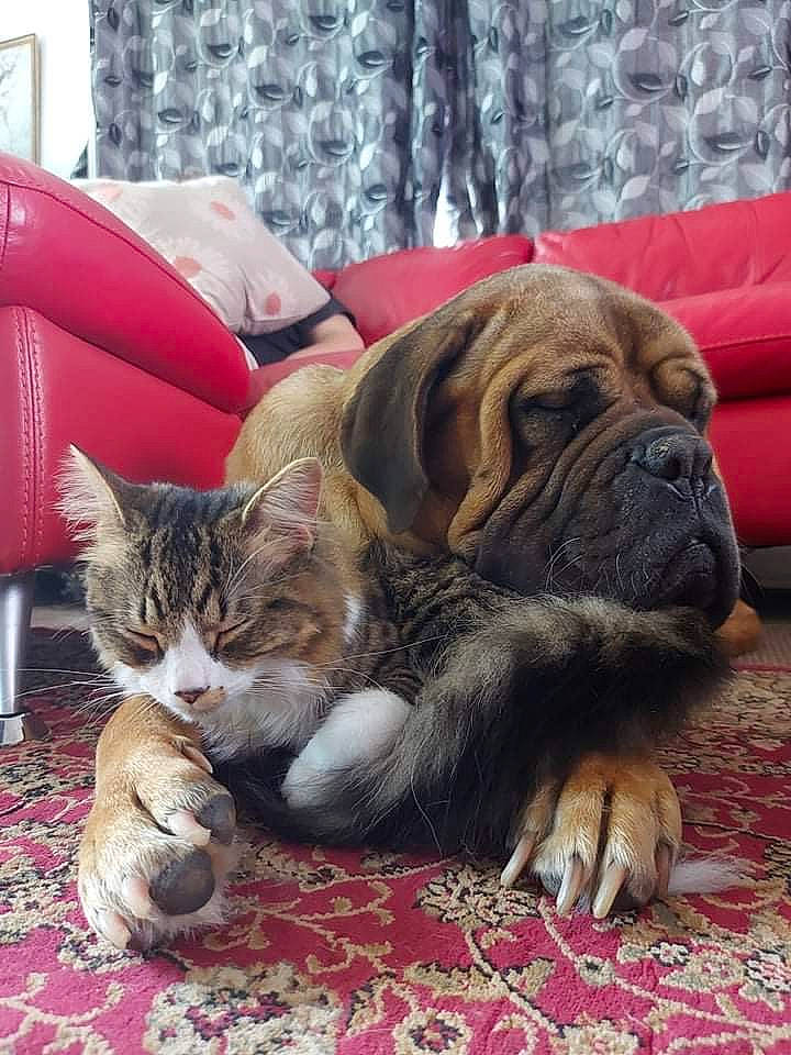 Tuppence joined the competition — help win amazing prizes! bored, bulldog, carnivore, cat, collar, comfort, companion_dog, dog, dog_breed, fawn, felidae, flooring, fur, grass, small_to_medium_sized_cats, terrestrial_animal, whiskers, working_animal, working_dog, wrinkle