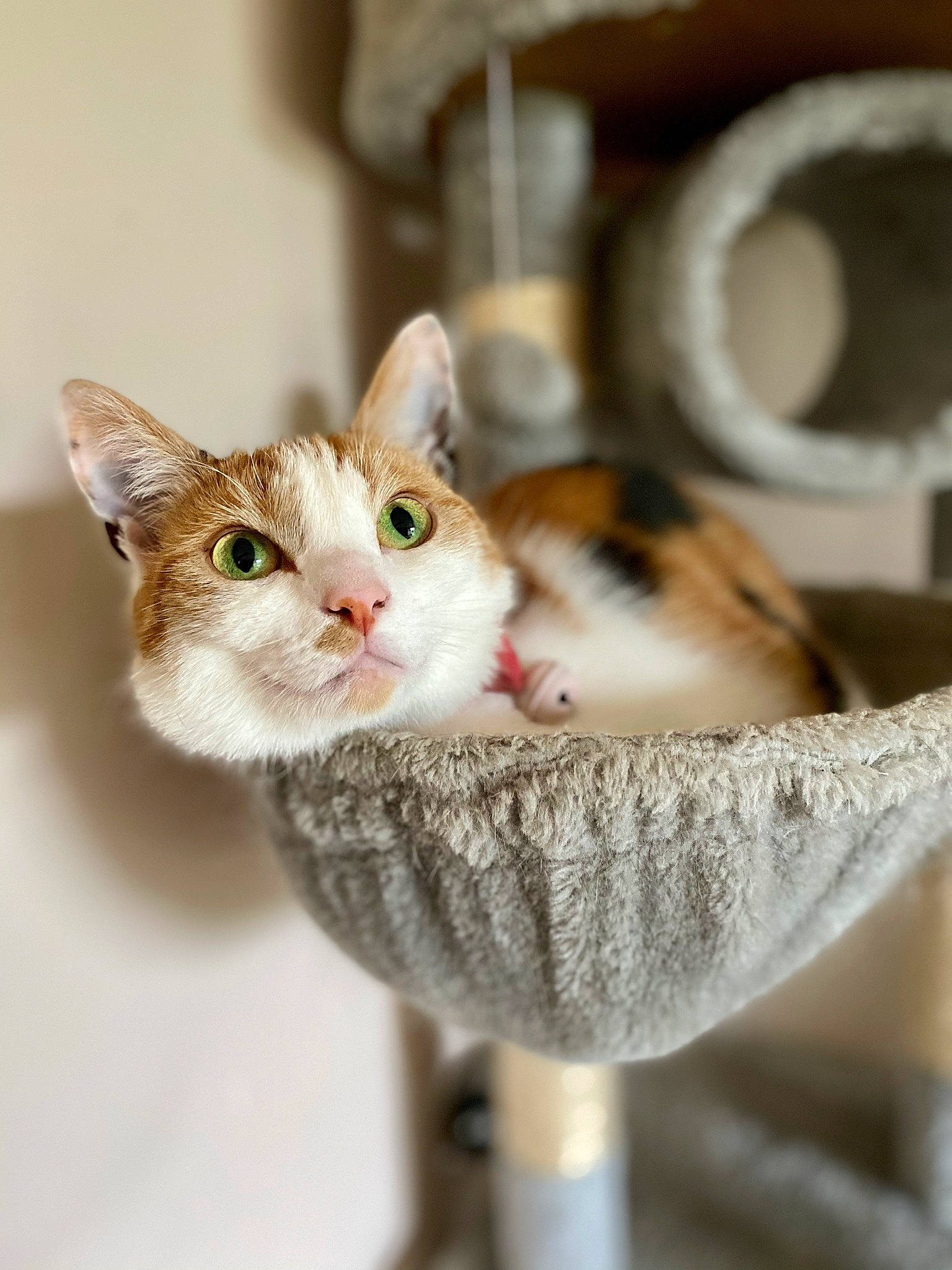 Eden joined the competition — help win amazing prizes! carnivore, cat, cat_supply, collar, domestic_short_haired_cat, eyelash, fawn, felidae, fur, paw, pet_supply, photo_caption, small_to_medium_sized_cats, snout, whiskers, wood
