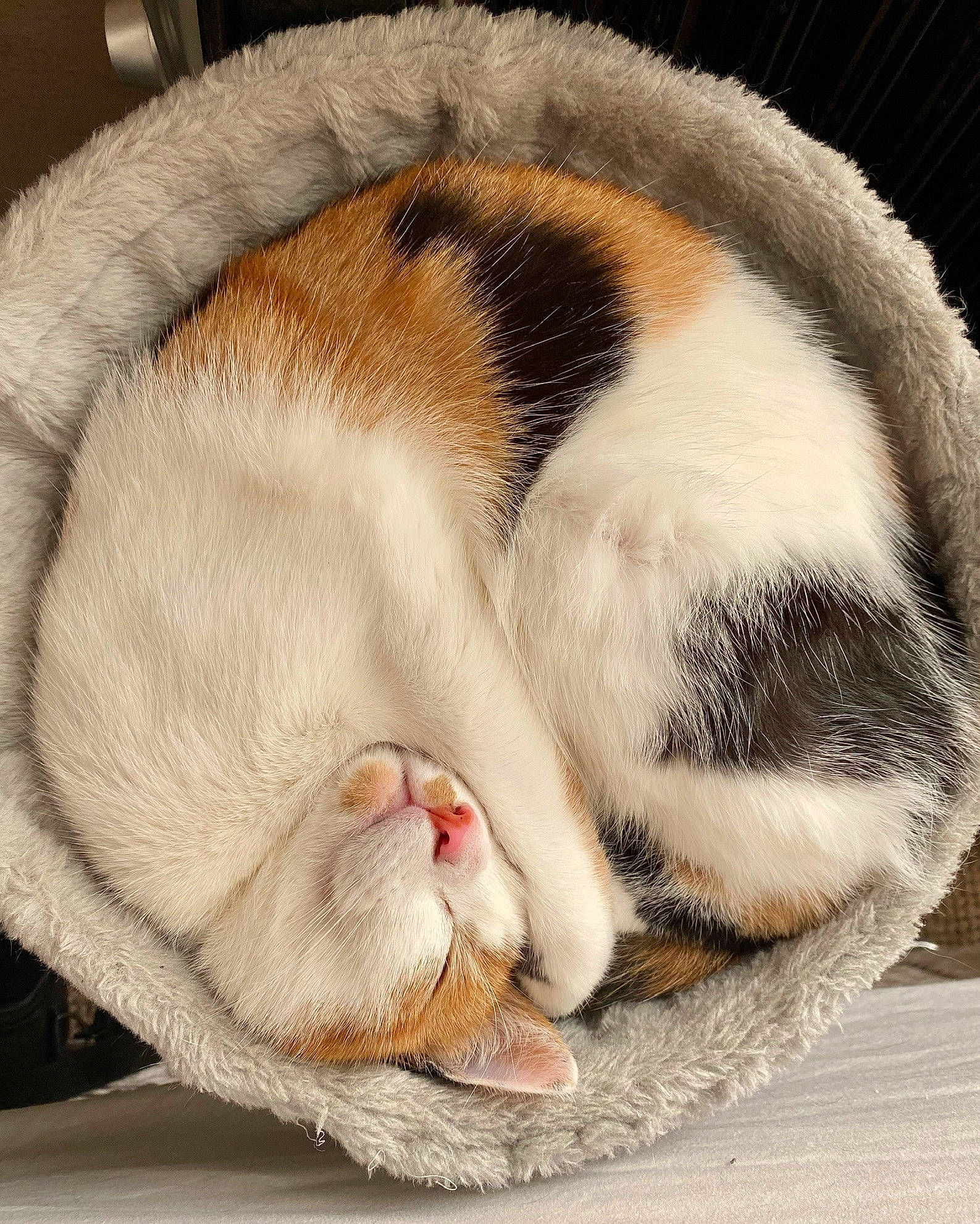 Eden joined the competition — help win amazing prizes! carnivore, cat, cat_supply, claw, comfort, domestic_short_haired_cat, fawn, felidae, foot, fur, human_body, leg, nap, paw, small_to_medium_sized_cats, snout, tail, terrestrial_animal, whiskers, yawn