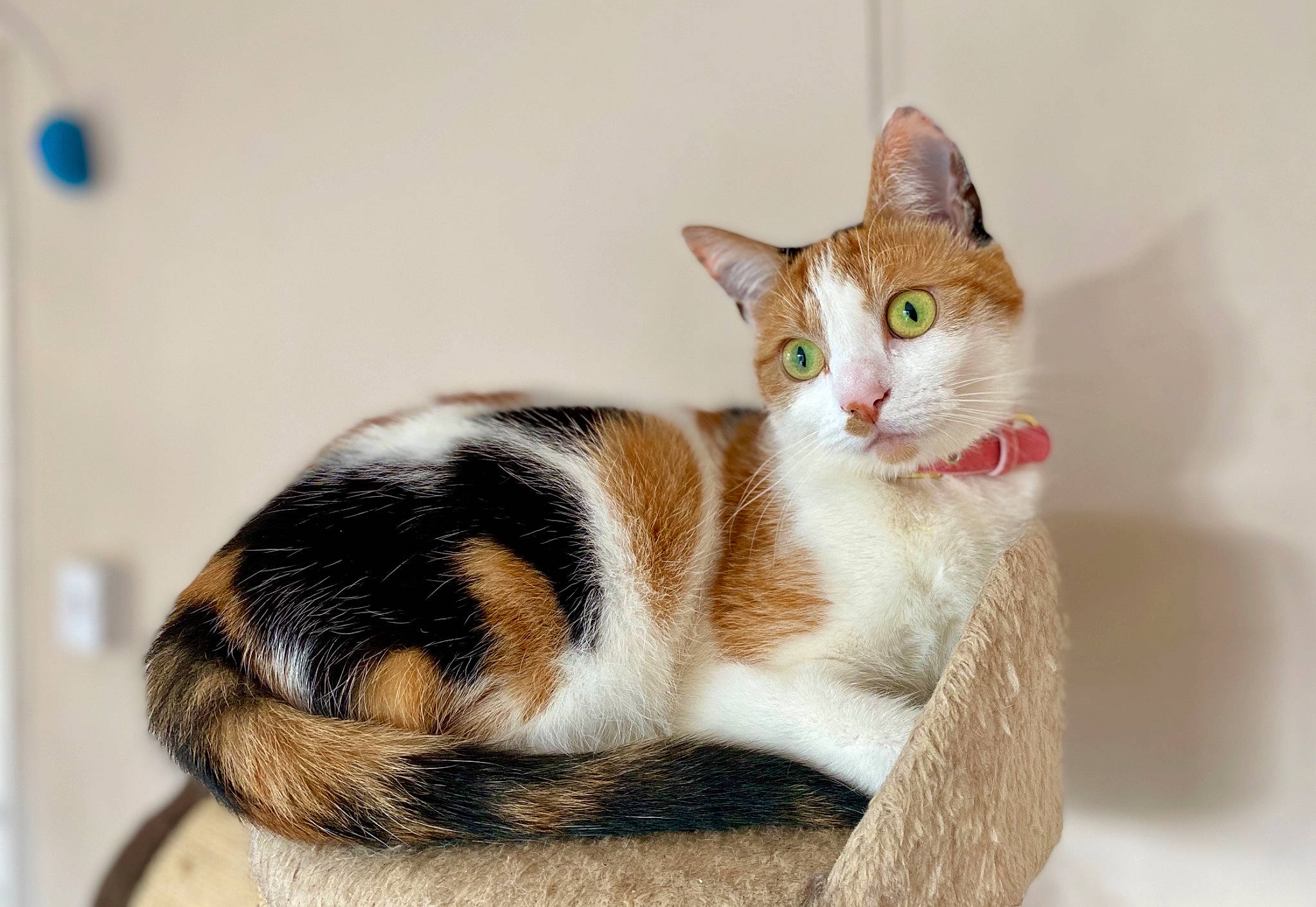 Eden is registered to the contest to win money with this photo: art, carnivore, cat, claw, comfort, domestic_short_haired_cat, fawn, felidae, fur, paw, sitting, small_to_medium_sized_cats, snout, tail, terrestrial_animal, tree, whiskers, wildlife, wood