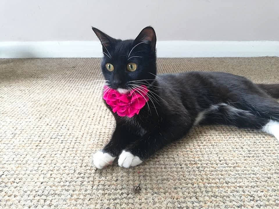 Spoon is registered to the contest to win money with this photo: black_cat, bombay, canidae, carmine, carnivore, cat, claw, comfort, dog_breed, domestic_short_haired_cat, felidae, flooring, fur, grey, paw, small_to_medium_sized_cats, snout, tail, terrestrial_animal, whiskers