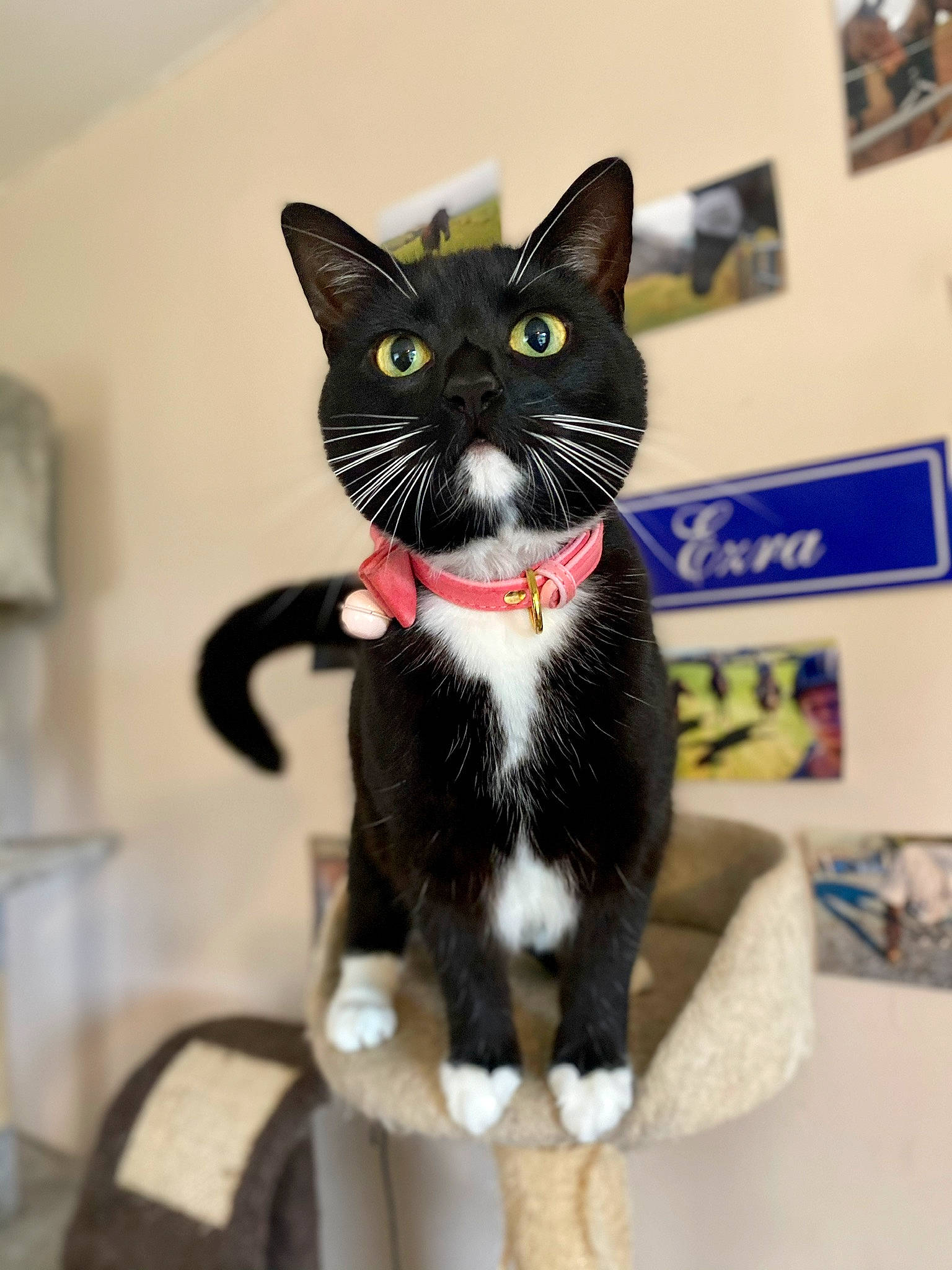 Spoon joined the competition — help win amazing prizes! carnivore, cat, domestic_short_haired_cat, electric_blue, felidae, formal_wear, fur, packaging_and_labeling, paper_product, pet_supply, small_to_medium_sized_cats, snout, tail, terrestrial_animal, whiskers