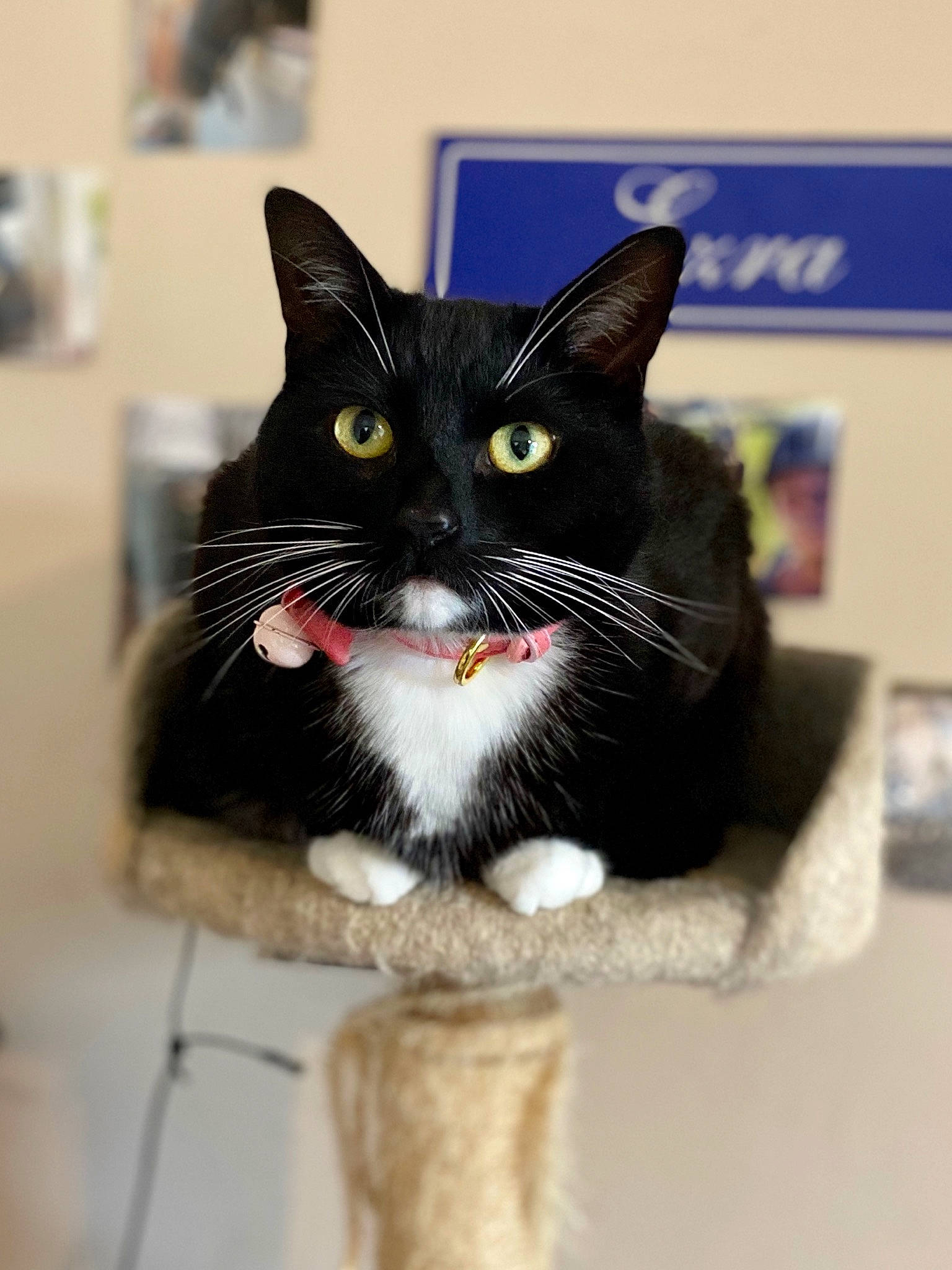 Spoon is registered to the contest to win money with this photo: carnivore, cat, collar, domestic_short_haired_cat, fashion_accessory, felidae, fur, packaging_and_labeling, pet_supply, small_to_medium_sized_cats, tail, toy, whiskers