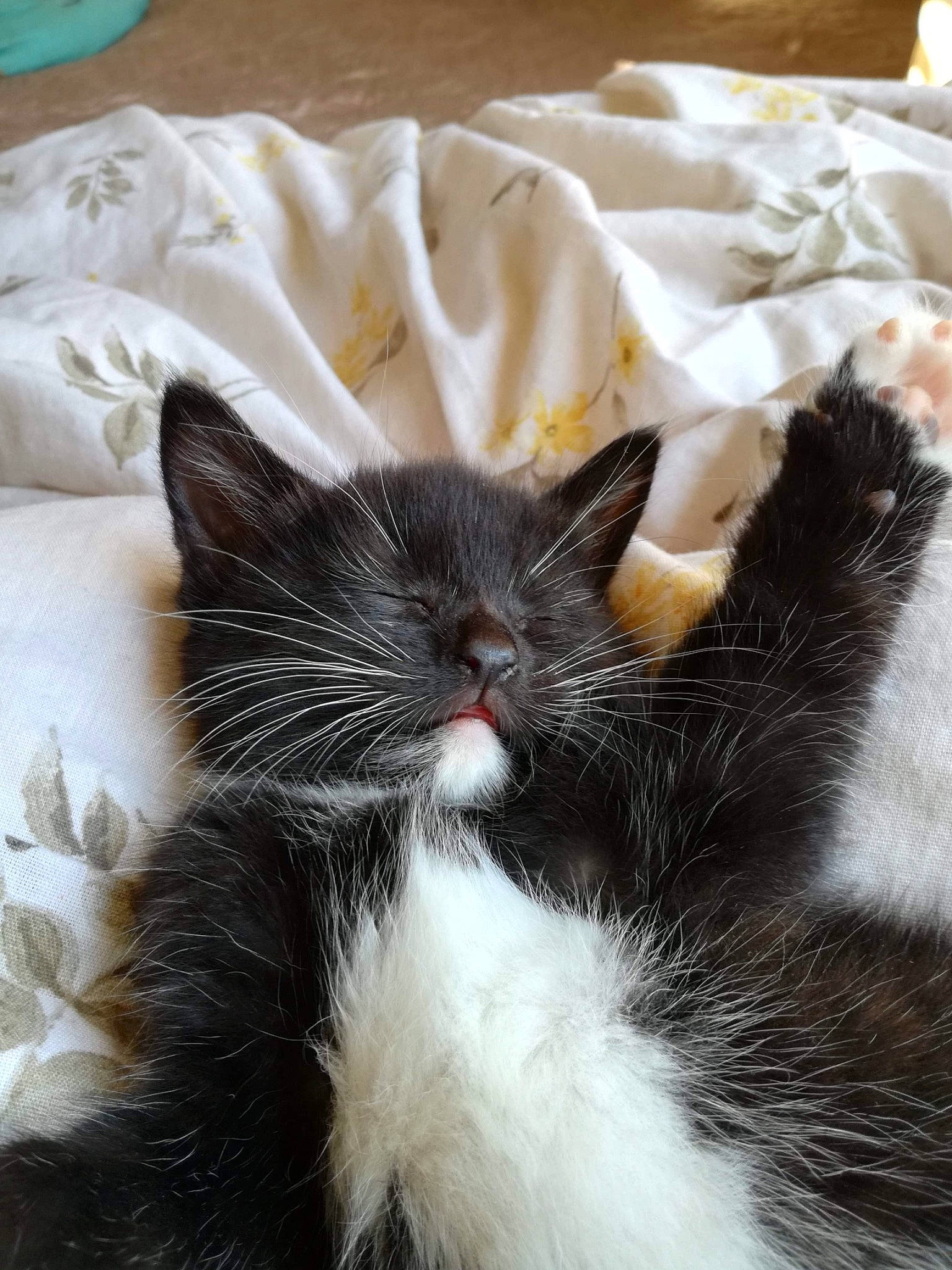 Spoon joined the competition — help win amazing prizes! bedding, carnivore, cat, claw, comfort, domestic_short_haired_cat, felidae, fur, linens, mammal, monochrome_photography, paw, small_to_medium_sized_cats, snout, tail, terrestrial_animal, whiskers