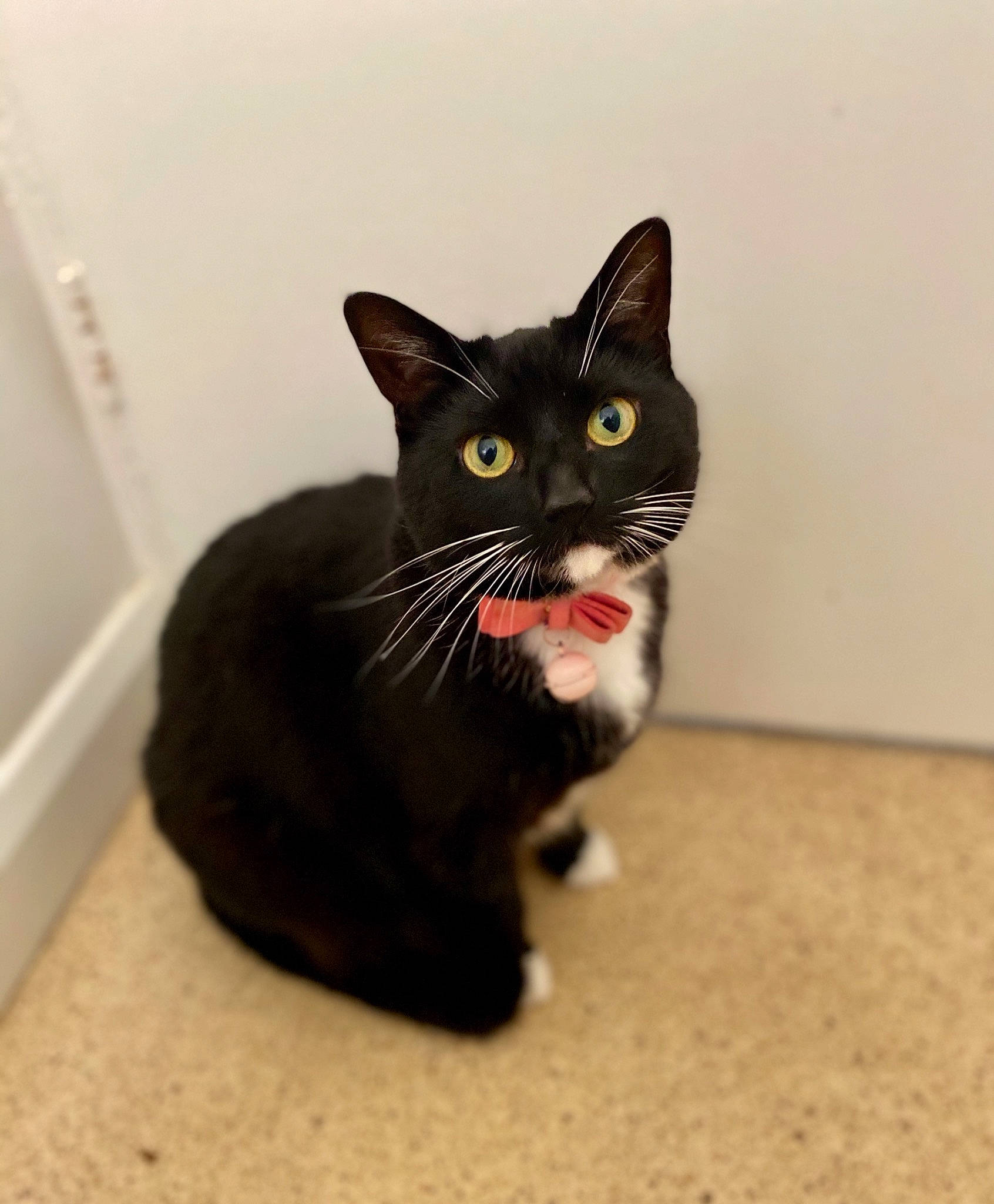 Spoon joined the competition — help win amazing prizes! black_cat, bombay, carnivore, cat, claw, domestic_short_haired_cat, eye, felidae, flooring, fur, paw, small_to_medium_sized_cats, snout, tail, terrestrial_animal, whiskers, window