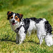 Aygo a rejoint le concours — aidez-le/la à gagner de superbes lots ! dog, small_dog, black_and_white, brown, fur, harness, grass, outdoor, field, sunny, pet, canine, standing, happy, smiling, nature, animal, daylight, mammal, playful