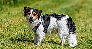 Aygo a rejoint le concours — aidez-le/la à gagner de superbes lots ! animal, black_and_white, brown, canine, daylight, dog, field, fur, grass, happy, harness, mammal, nature, outdoor, pet, playful, small_dog, smiling, standing, sunny