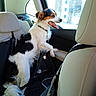 Aygo a rejoint le concours — aidez-le/la à gagner de superbes lots ! animal, backseat, black_and_white, car, daylight, dog, domestic_animal, fur, happy, headrest, interior, leash, looking_out, pet, seat, seatbelt, side_view, tongue_out, travel, window