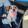 Aygo a rejoint le concours — aidez-le/la à gagner de superbes lots ! animal, backseat, car_interior, collar, dog, domestic_animal, ears, excited, fur, happy, leash, pet, seat_cover, smiling, sunlight, tail, tongue_out, transportation, travel, window
