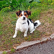 Aygo participe au concours pour gagner de l'argent avec cette photo : alert, animal, black, brown, collar, cute, dog, ears, fur, grass, nature, outdoor, pavement, pet, plants, sitting, small_dog, tail, water, white