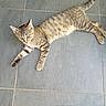 Bianca a rejoint le concours — aidez-le/la à gagner de superbes lots ! alert, animal, cat, curious, cute, domestic_cat, ears, feline, floor, fur, indoor, laying_down, paws, pet, relaxed, striped, tabby, tail, tile, whiskers