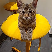 Bianca participe au concours pour gagner de l'argent avec cette photo : cat, kitten, tabby, yellow, stool, flower_shaped, indoor, furniture, pet, animal, paws, floor, gray_tile, curious, cute, resting, looking, portrait, cozy, domestic