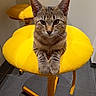 cat, kitten, tabby, yellow, stool, flower_shaped, indoor, furniture, pet, animal, paws, floor, gray_tile, curious, cute, resting, looking, portrait, cozy, domestic