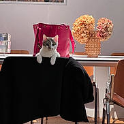 Jeanjean a rejoint le concours — aidez-le/la à gagner de superbes lots ! cat, kitten, chair, table, handbag, pink, flowers, vase, dried_flowers, wooden_floor, painting, artwork, indoor, furniture, curious, black_cloth, sunlight, shadow, home, decor