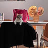 cat, kitten, chair, table, handbag, pink, flowers, vase, dried_flowers, wooden_floor, painting, artwork, indoor, furniture, curious, black_cloth, sunlight, shadow, home, decor