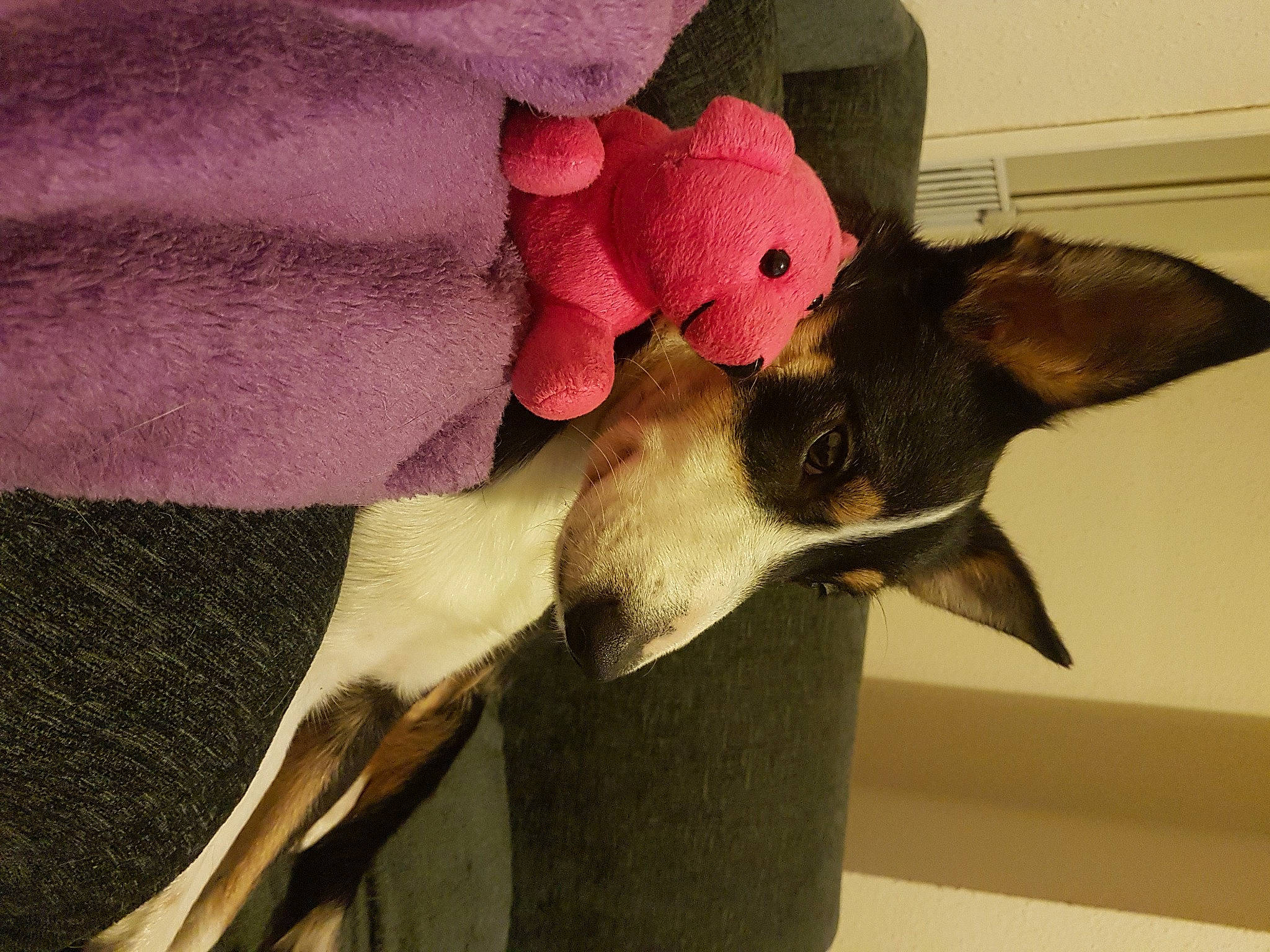 Lady is registered to the contest to win money with this photo: bull_terrier, carnivore, comfort, companion_dog, dog, dog_breed, fashion_accessory, fawn, felidae, fur, linens, magenta, non_sporting_group, pet_supply, small_to_medium_sized_cats, tail, whiskers, working_animal