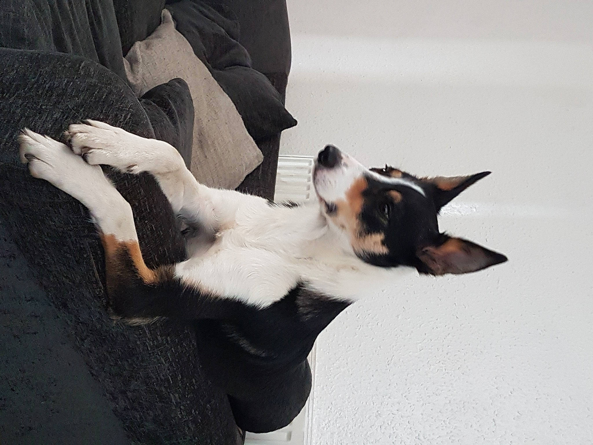 Lady joined the competition — help win amazing prizes! canidae, carnivore, comfort, companion_dog, dog, dog_breed, felidae, fur, gesture, non_sporting_group, paw, snout, sporting_group, tail, toy_dog, whiskers, working_animal, working_dog