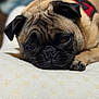 animal, bed, black, brown, close_up, companion, cute, dog, face, fur, indoor, lying_down, mattress, muzzle, pattern, paw, pet, pug, sleepy, wrinkles