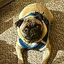 dog, pug, pet, animal, canine, harness, carpet, indoor, fur, cute, lying_down, looking_up, expressive_eyes, sunlight, shadow, texture, mammal, adorable, companion, domestic