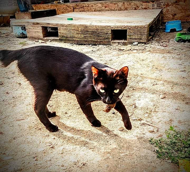 Ms. Stubs is registered to the contest to win money with this photo: black_cat, bombay, carnivore, cat, dog_breed, domestic_short_haired_cat, fawn, felidae, fur, grass, road_surface, shadow, small_to_medium_sized_cats, snout, tail, terrestrial_animal, tints_and_shades, whiskers, window, wood