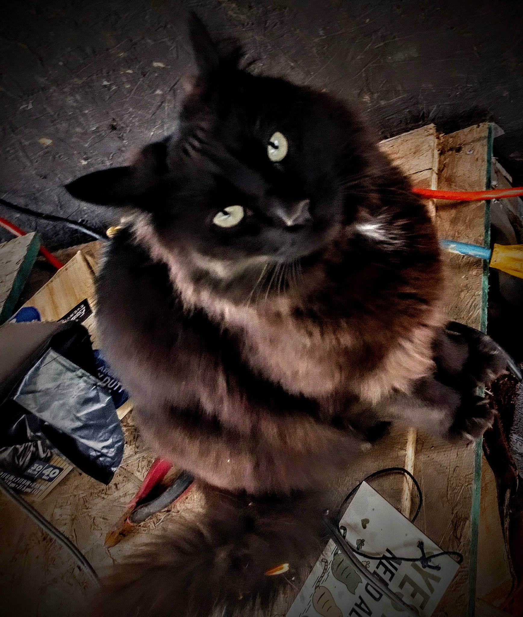 Big Toes is registered to the contest to win money with this photo: black_cat, carnivore, cat, claw, domestic_short_haired_cat, eye, felidae, fur, paw, small_to_medium_sized_cats, snout, tail, whiskers