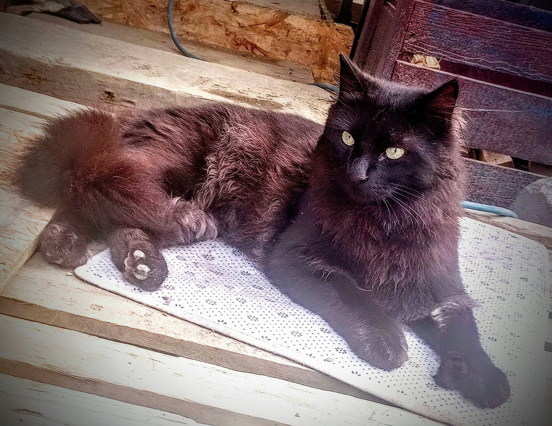 Big Toes joined the competition — help win amazing prizes! black_cat, bombay, carnivore, cat, claw, domestic_short_haired_cat, felidae, flooring, fur, grey, human_leg, metal, paw, small_to_medium_sized_cats, snout, tail, terrestrial_animal, whiskers, window, wood