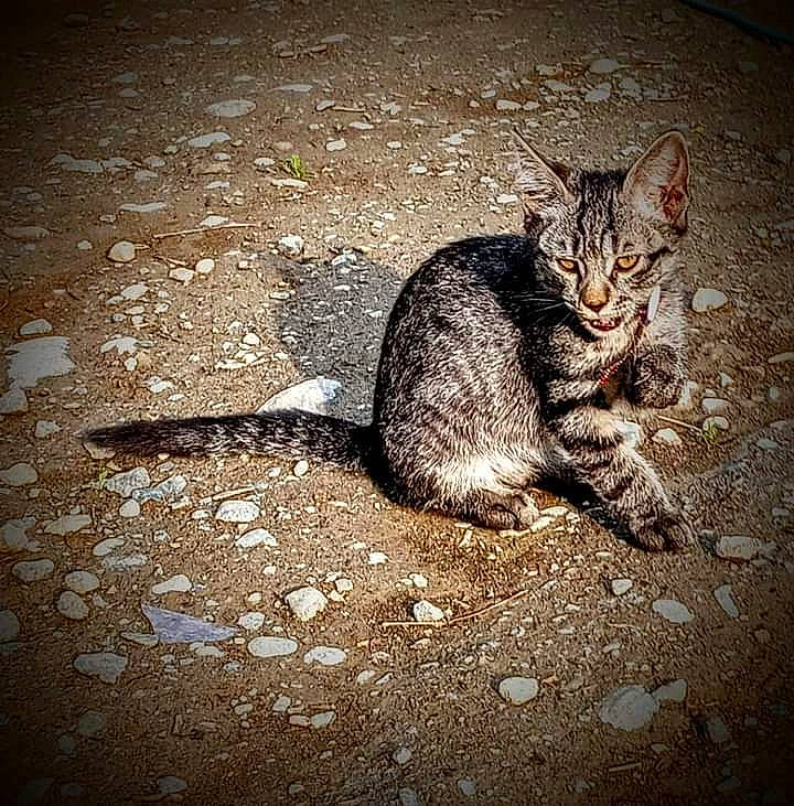 Bob Cat joined the competition — help win amazing prizes! asphalt, carnivore, cat, claw, darkness, domestic_short_haired_cat, eye, felidae, flooring, fur, paw, road_surface, shadow, small_to_medium_sized_cats, snout, soil, tail, terrestrial_animal, tints_and_shades, whiskers