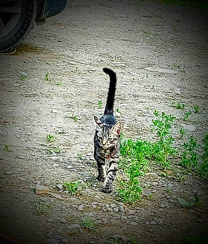 Bob Cat joined the competition — help win amazing prizes! automotive_tire, carnivore, cat, felidae, flooring, grass, pattern, road_surface, shadow, small_to_medium_sized_cats, snout, soil, tail, terrestrial_animal, tints_and_shades, tire, trunk, wheel, whiskers, wood