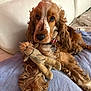 Joy a rejoint le concours — aidez-le/la à gagner de superbes lots ! dog, cocker_spaniel, stuffed_toy, couch, towel, pet, fur, brown, curly_fur, indoor, relaxed, toy, canine, collar, tag, cute, companion, animal, home, portrait