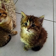 Fripouille a rejoint le concours — aidez-le/la à gagner de superbes lots ! kitten, cat, feline, pet, animal, fluffy, cute, young, indoor, floor, tile, brown, orange, striped, fur, curious, looking_up, blanket, cozy, domestic