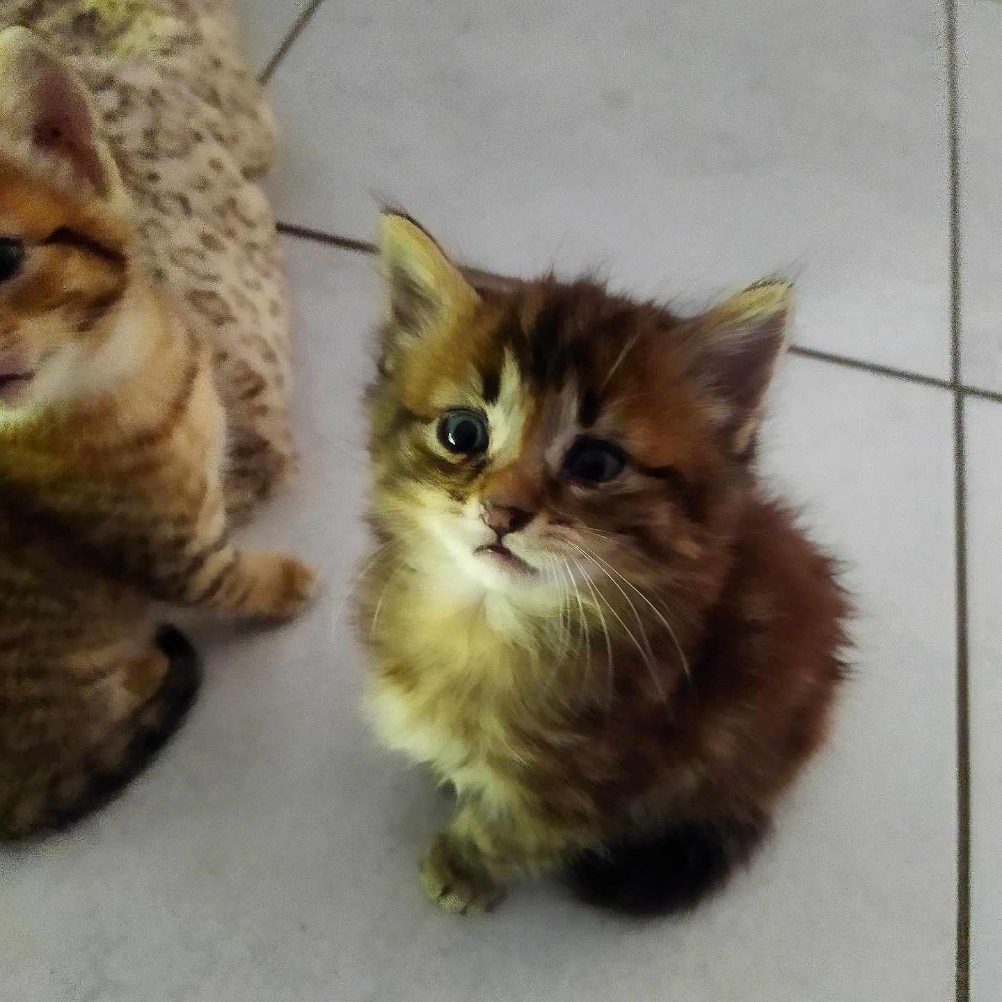 Fripouille a rejoint le concours — aidez-le/la à gagner de superbes lots ! kitten, cat, feline, pet, animal, fluffy, cute, young, indoor, floor, tile, brown, orange, striped, fur, curious, looking_up, blanket, cozy, domestic