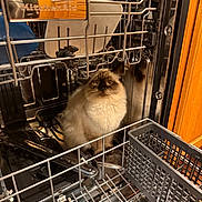 Celestia is registered to the contest to win money with this photo: cat, dishwasher, kitchen, metal, rack, cabinet, pet, curious, fluffy, indoor, household, appliance, feline, brown, white, fur, cute, curiosity, cleaning, domestic