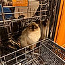 cat, dishwasher, kitchen, metal, rack, cabinet, pet, curious, fluffy, indoor, household, appliance, feline, brown, white, fur, cute, curiosity, cleaning, domestic